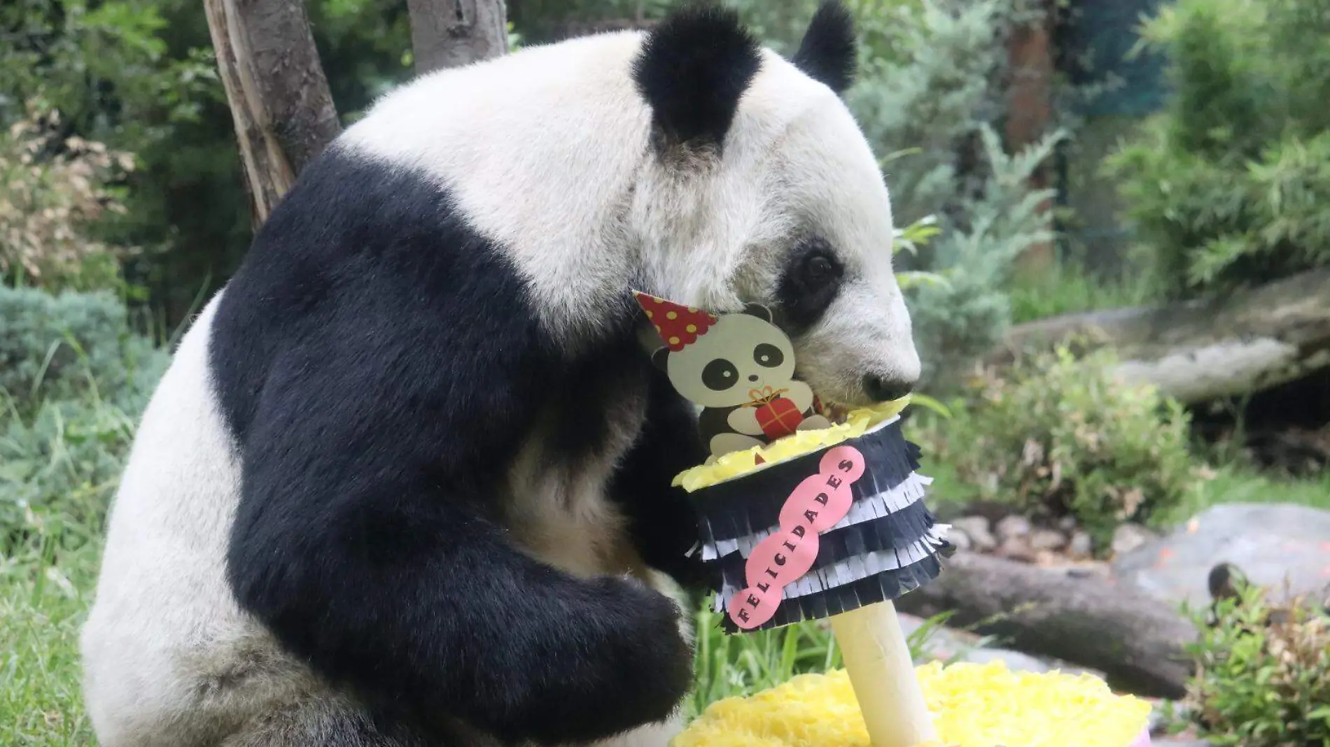 Panda gigante Xin Xin, celebra su cumpleaños 34 años: Sedema